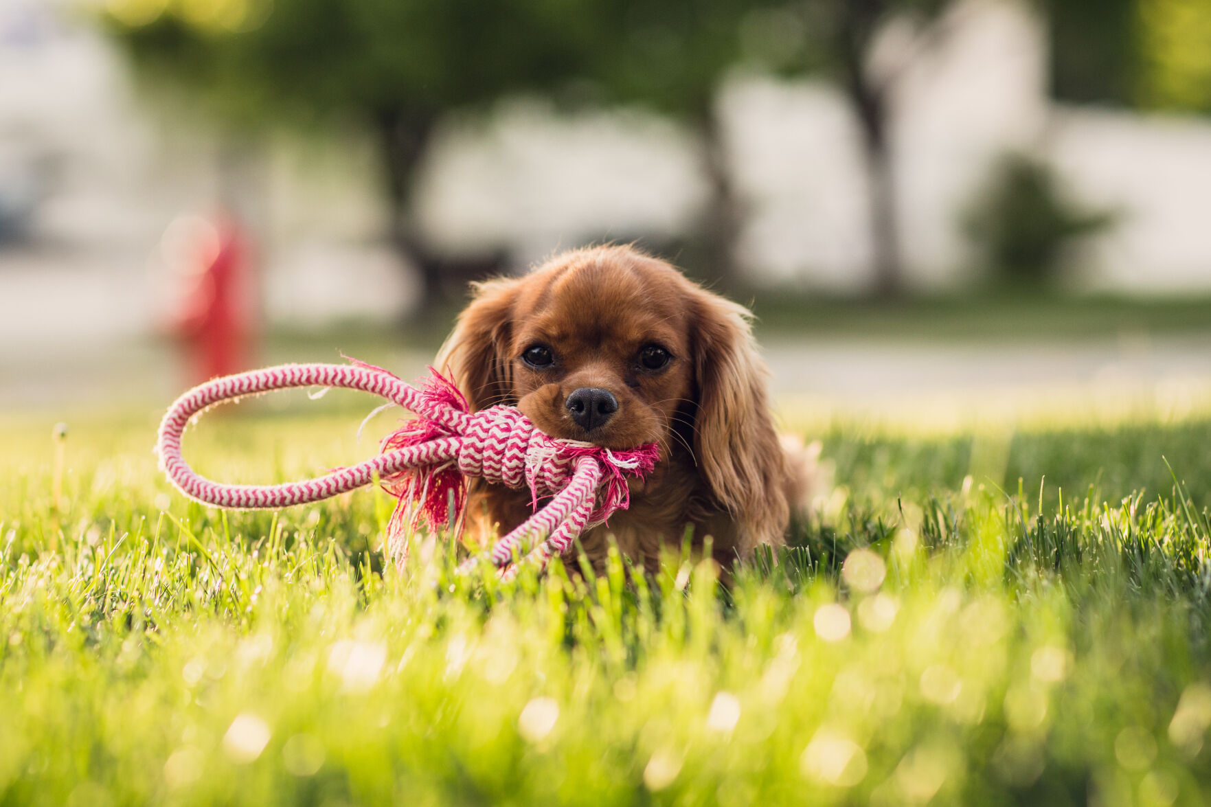 best-small-dog-companions-for-children